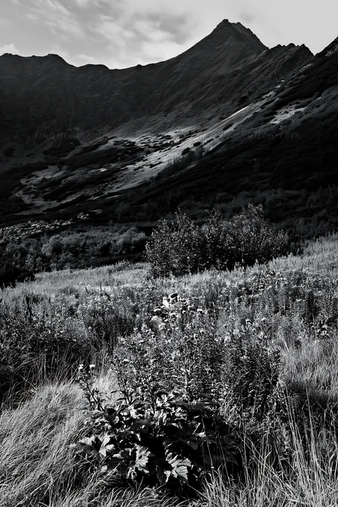 A meadow with various plants and grasses is visible in the foreground. Mountains rise in the background under a cloudy sky. This scene captures a natural landsc