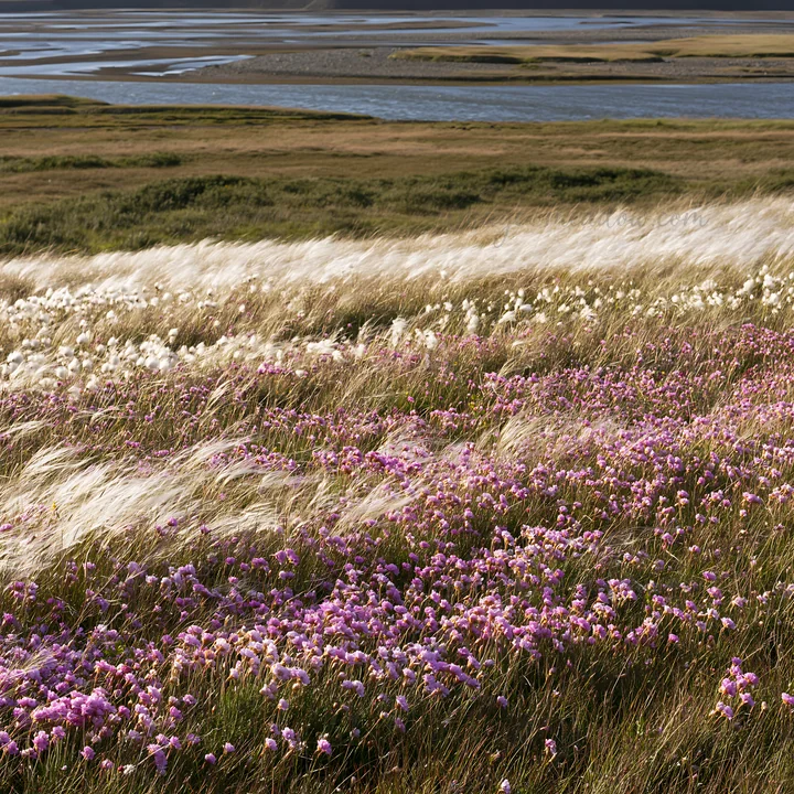 A view of a meadow filled with colorful flowers and tall grass. The scene features a variety of plants growing by a river or lake. It captures the natural beaut