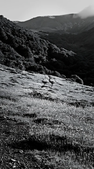 A winding path leads through a lush meadow filled with grass and wildflowers. Large trees and rolling hills surround the area, creating an inviting scene in a n