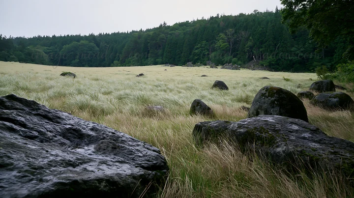 A wide meadow in Akita features tall silver grass and scattered stones under a cloudy sky. Lush trees surround the area, creating a natural landscape. The scene