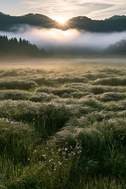 Sun rises over a rewilded Akita meadow filled with silver grass and stones. Mist covers the landscape, blending with the natural elements in the early morning l