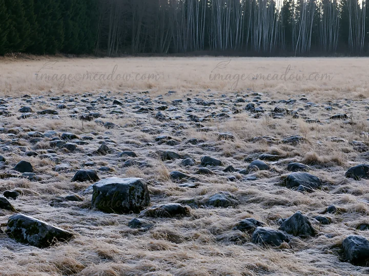 The scene shows a rewilded Akita silver grass meadow covered with stones. Distant trees stand in the background under a clear sky. The area appears untouched an