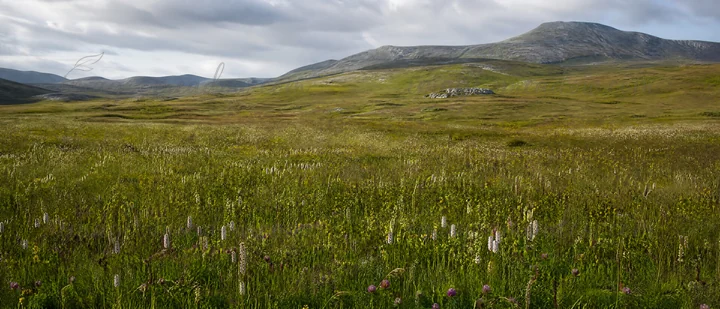 The meadow displays a variety of grasses and wildflowers under a cloudy sky with hills in the background. Nature shows signs of growth and restoration in this a