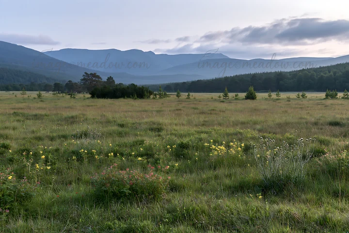 A vast meadow stretches out under a cloudy sky, surrounded by distant mountains. Green grass and scattered flowers contribute to the natural landscape, with tre