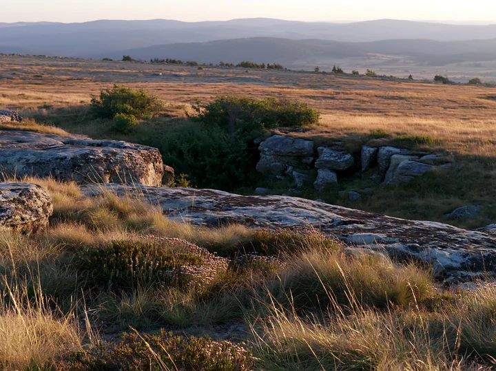 A wide meadow landscape shows rocky outcrops and a distant view of rolling hills. The grass is tall, with patches of shrubs and trees. The sun is low in the sky
