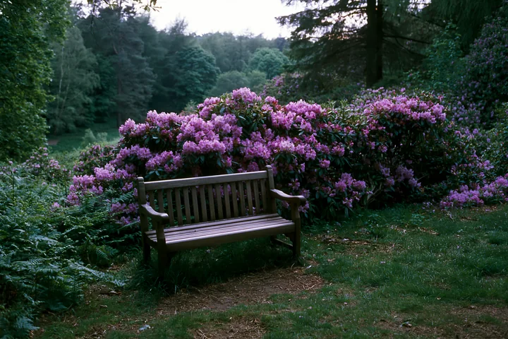Rhododendron blooming hillside features vibrant purple flowers near a wooden bench in a wooded area.