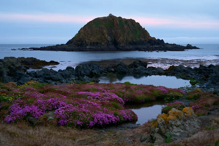 Rocky island with sea lavender in the foreground beside a calm coastal inlet and tidal pools.