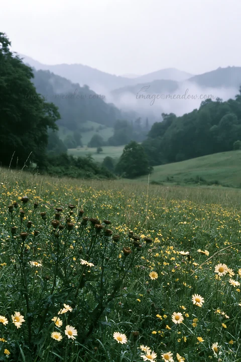Rolling valley meadows feature wildflowers in the foreground and mist over distant mountains. Green hills blend into the cloudy sky, creating a natural landscap