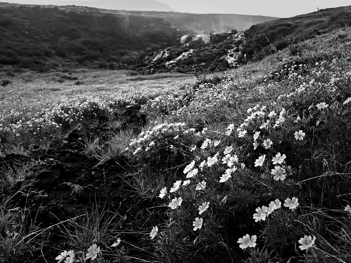 Flowers cover the ground in a meadow near a waterfall. The scene shows a mix of nature with the soft spray from the waterfall creating a gentle atmosphere. Moun