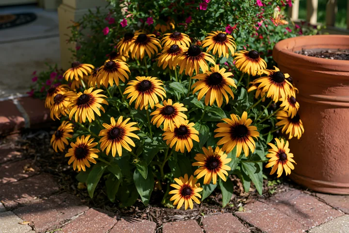 Rudbeckia flowers in sunlight create a vibrant display next to a brick pathway.