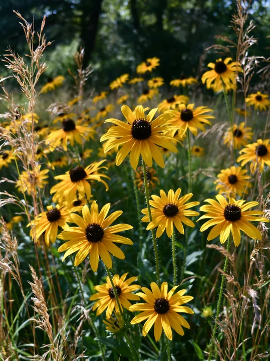 Rudbeckia flowers in sunlight fill a meadow, with bright yellow petals showcasing their beauty against a backdrop of green grass and tall grasses swaying gently