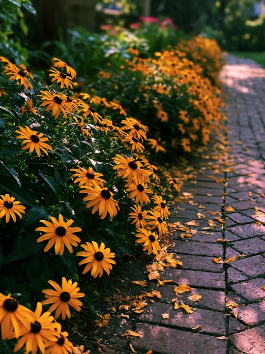 Rudbeckia flowers in sunlight line a brick pathway in a garden.