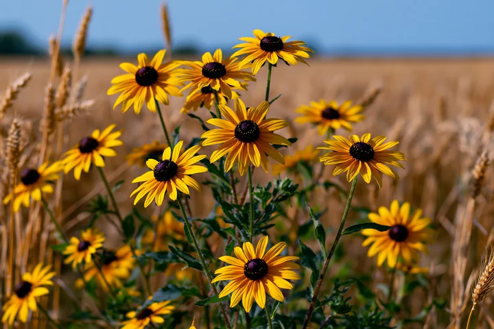 Rudbeckia flowers in sunlight stand tall in a golden field, surrounded by tall wheat.