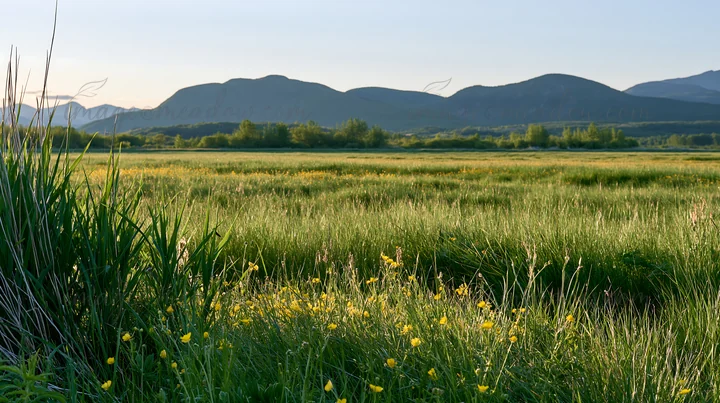 A floodplain meadow features green reeds and yellow flowers. The mountains stand in the distance under a clear sky, indicating afternoon light.