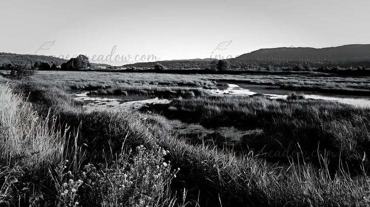 The scene shows a vast floodplain meadow with reeds in the foreground and water flowing through the grassy areas. The setting features gentle hills in the backg