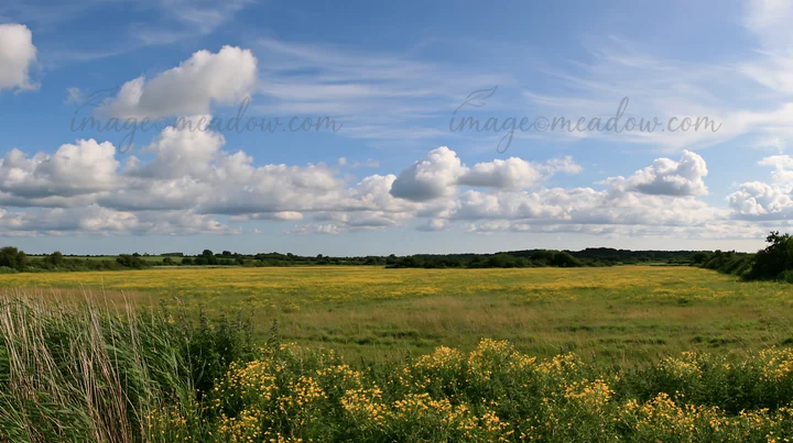 A vast meadow in the Saga floodplain features a foreground of reeds and patches of bright yellow flowers. The scene is set against a blue sky filled with clouds