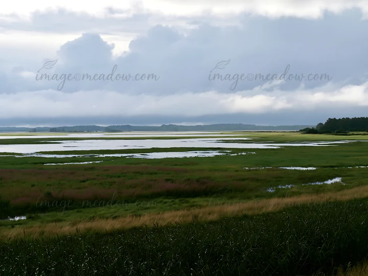 The scene shows a vast floodplain meadow with reeds in the foreground. Water stretches across the meadow under an overcast sky with gray clouds.