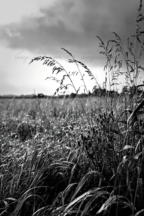 In the Saga floodplain, reeds stand tall in the foreground as clouds gather overhead. This setting captures the essence of a natural landscape under changing we