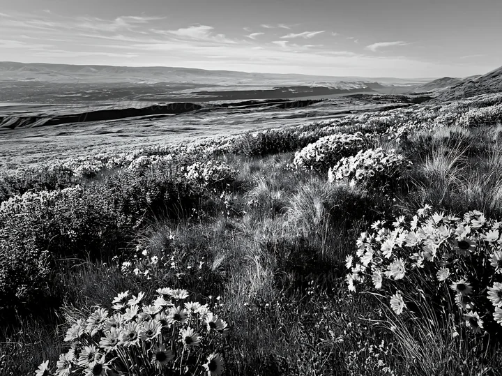 A sagebrush meadow filled with various flowers. The landscape stretches toward distant hills and mountains under a clear sky. The light creates distinct shadows