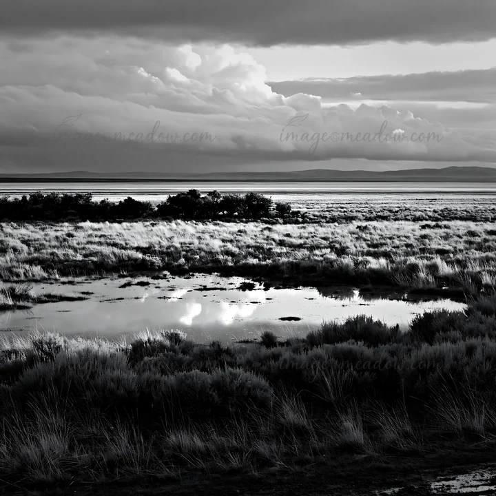 A sagebrush meadow located near a water body shows reflections of clouds and grass in black and white. The scene captures natural elements under an overcast sky