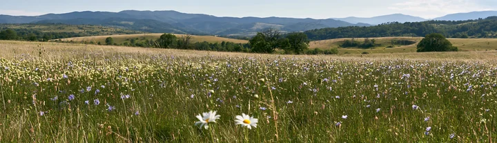 Wide expanse of a meadow filled with sainfoin and chicory flowers. Rolling hills and mountains form the backdrop under a clear sky on a sunny day.
