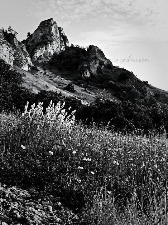 A meadow filled with sainfoin and chicory flowers grows at the base of a rocky hill. The landscape features green foliage and a clear sky, showcasing the natura