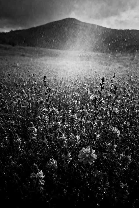 A field filled with sainfoin and chicory flowers shows vibrant colors. Raindrops fall while a distant mountain is seen under a cloudy sky, creating a natural se