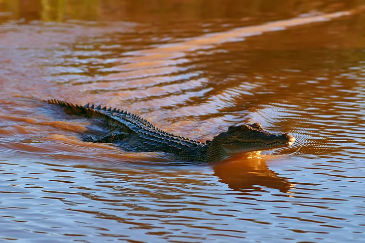 Saltwater crocodile swims through rippled wetland water, with its head and ridged back visible above the surface.