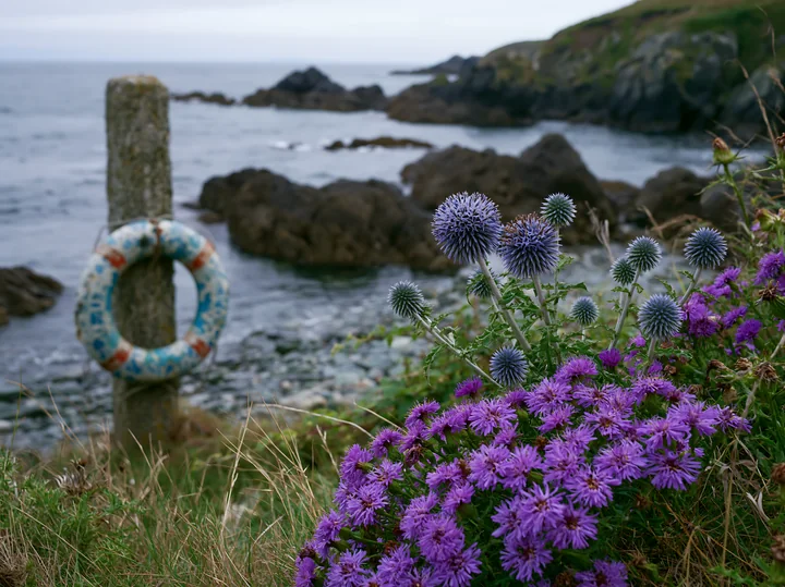 Sea holly flowers by coast bloom alongside a rocky shoreline.