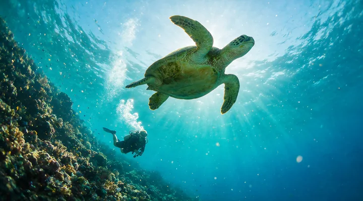 Sea turtle swims above a scuba diver near a colorful coral reef in clear sunlit water.