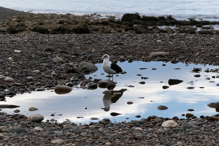 Seagull standing beside a reflective tidal pool on a pebbly coastline beach