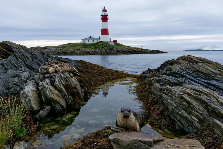 Seals rest on rocky shores while a lighthouse stands tall in the background.