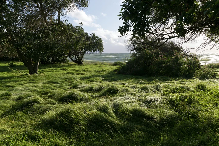 A seaside orchard meadow features green grass swaying in the wind, with trees visible in the foreground and the ocean in the background. The setting captures a
