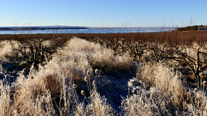 Frost covers the grass and trees in a seaside orchard meadow. This scene showcases a barren landscape, contrasting with the water in the distance under clear sk