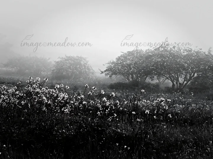 Fog covers a seaside orchard meadow filled with flowers. The trees are visible in the background, creating a quiet scene of nature. The image captures the essen
