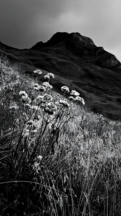 Wildflowers grow in a seedhead meadow with a mountain looming in the background. The scene captures a moment in nature, highlighting the landscape's simplicity.