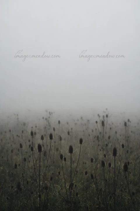 A meadow filled with seedheads stretches into a foggy distance. The atmosphere is damp and still, with plants silhouetted against a gray sky.