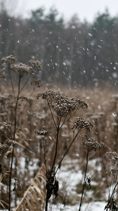 In a winter meadow, seedheads stand tall amidst falling snowflakes. The brown hues of the dry plants contrast with the white snow in a quiet landscape. Trees ar