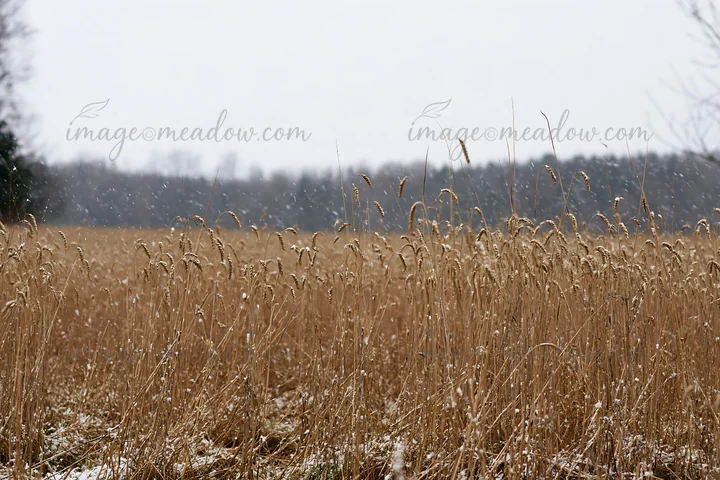 A meadow filled with tall seedheads stands under falling snow. The dry grasses sway gently as the winter weather creates a serene landscape in a rural area. Tre