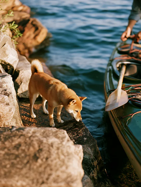 Shiba inu explores a rocky lakeside dock beside a kayak and calm water.
