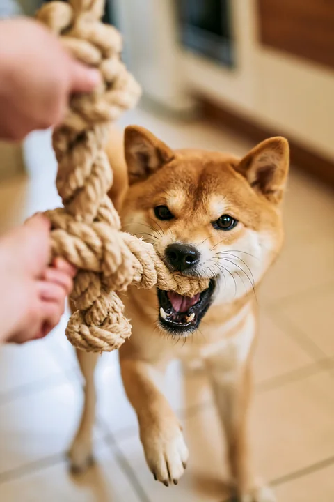 Shiba Inu grips a thick rope toy during an indoor tug-of-war with an unseen owner.