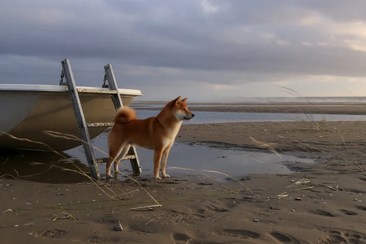 Shiba Inu standing beside a boat ladder on a sandy beach at low tide under a cloudy sky.