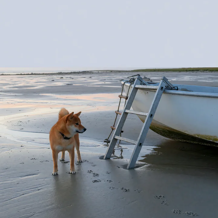 Shiba Inu standing beside a boat ladder on wet sand at low tide beside the sea.