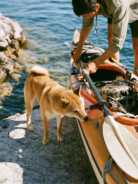 Shiba inu stands beside a kayak as a person prepares it at a rocky lakeside launch.
