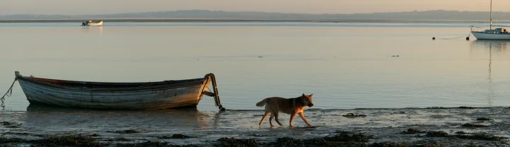 Shiba Inu walking beside a boat ladder on a seaweed-covered shoreline at low tide.