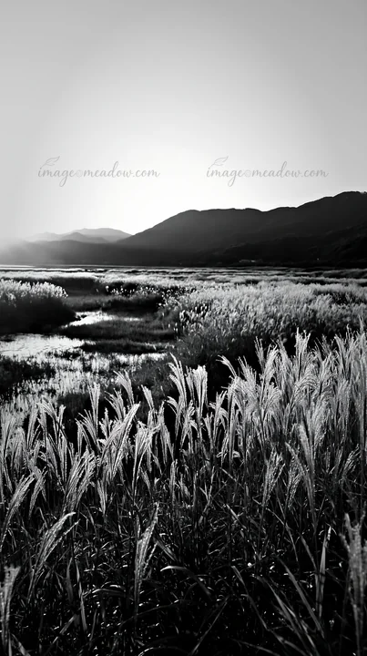 Reeds grow in the Shiga wetland meadow, serving as a natural solution for climate adaptation. The landscape shows water and mountains in the background, highlig