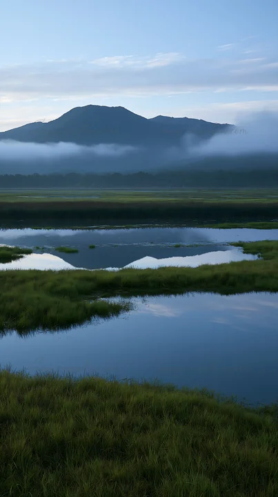 The scene depicts the Shiga wetland meadow with lush green reeds growing near still water. Mist covers the distant mountains in the background, creating a natur