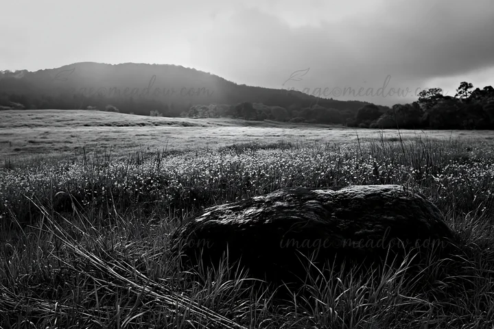A misty meadow exists in Shimane, with a large moss covered stone in the foreground. Grassy ground is present with wildflowers. A mountain is visible in the bac