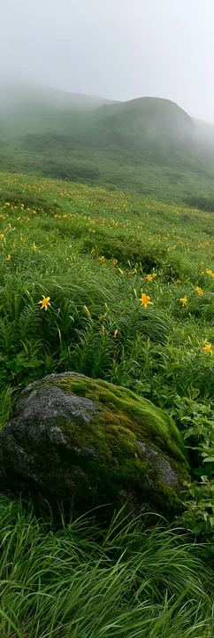 A moss-covered stone sits in a meadow filled with yellow flowers in Shimane. Mist envelops the landscape, creating a soft, muted atmosphere among the green gras