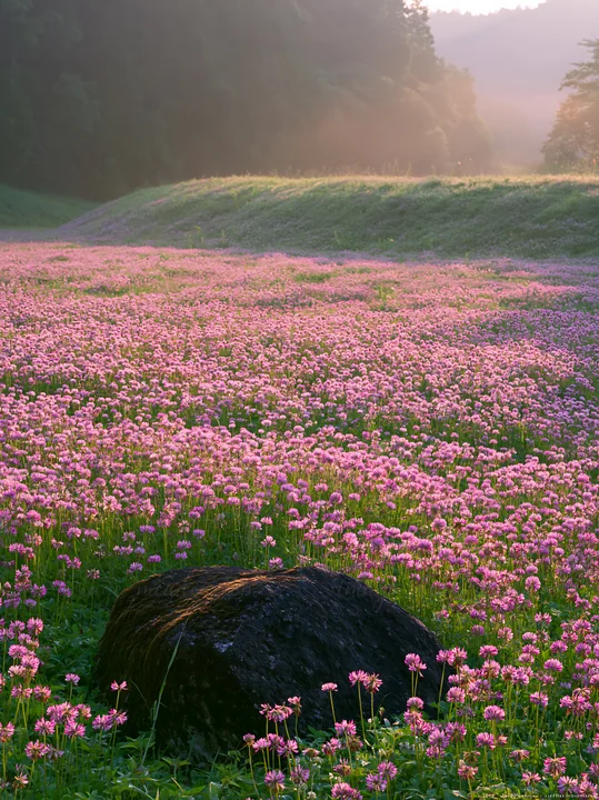 A moss covered stone sits in a misty meadow filled with pink flowers. The light glows softly in the background, creating a gentle atmosphere in the Shimane area
